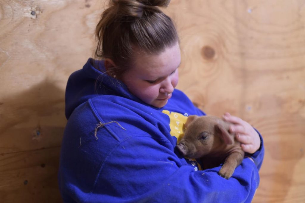 A Union Grove High School senior holds a piglet she helped to deliver.