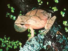 The spring peeper, a small frog.